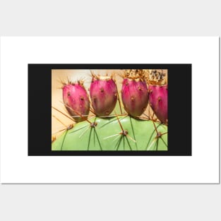 Prickly Pears Posters and Art